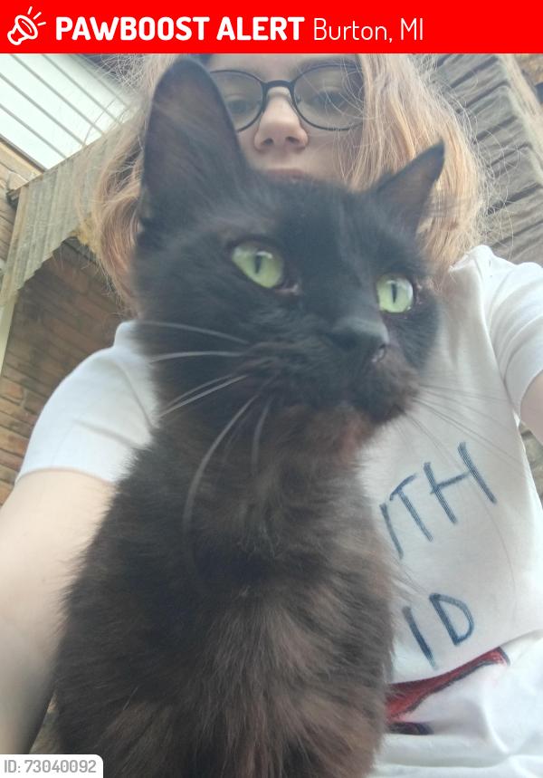 Lost Male Cat last seen Forest Avenue, Burton, MI 48509