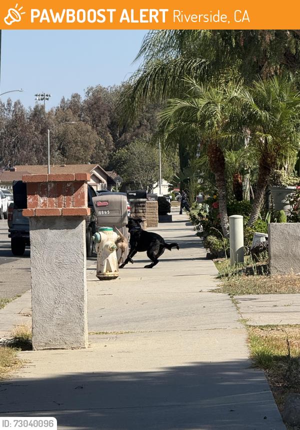 Found/Stray Unknown Dog last seen Eureka Drive and Tyler St , Riverside, CA 92505