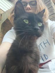 Lost Male Cat last seen Forest Avenue, Burton, MI 48509