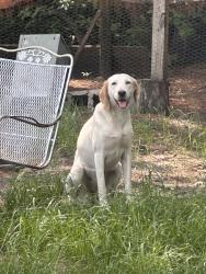 Found/Stray Female Dog last seen Ellis rd and Arabia rd, Hoke County, NC 28357