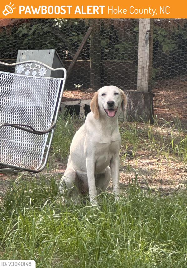 Found/Stray Female Dog last seen Ellis rd and Arabia rd, Hoke County, NC 28357