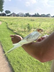 Found/Stray Male Bird last seen Legacy, Hedgecoxe and Custer, Plano, TX 75025