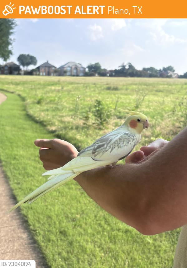 Found/Stray Male Bird last seen Legacy, Hedgecoxe and Custer, Plano, TX 75025