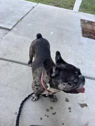 Found/Stray Female Dog last seen The Coastal apmts, Wilmington, NC 28403