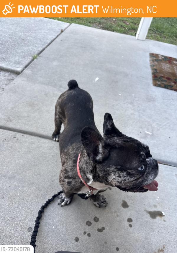 Found/Stray Female Dog last seen The Coastal apmts, Wilmington, NC 28403