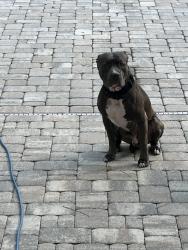 Found/Stray Male Dog last seen Russell rd., Clay County, FL 32043