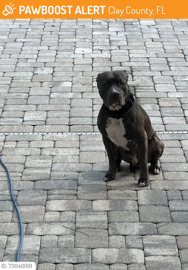 Found/Stray Male Dog last seen Russell rd., Clay County, FL 32043