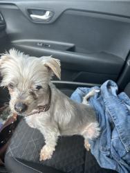 Found/Stray Unknown Dog last seen Edmond North, Danforth/Kelly, Edmond, OK 73003