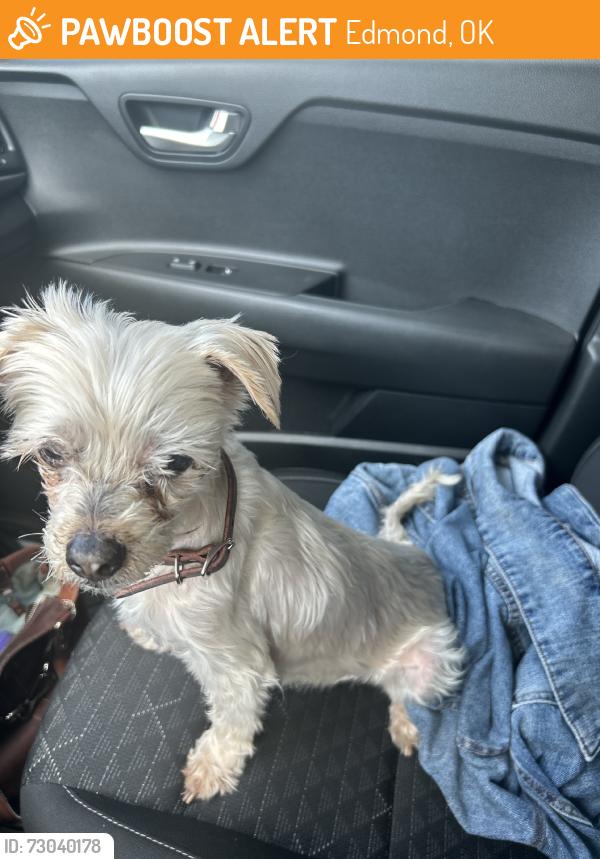 Found/Stray Unknown Dog last seen Edmond North, Danforth/Kelly, Edmond, OK 73003
