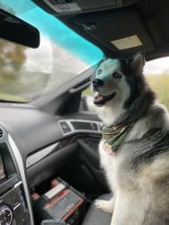 Lost Female Dog last seen Little ceasers, Chattanooga, TN 37406