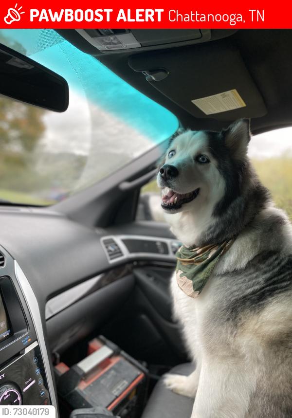 Lost Female Dog last seen Little ceasers, Chattanooga, TN 37406
