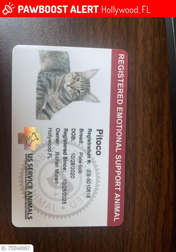 Lost Male Cat last seen Near S Federal hwy, Hollywood, FL 33020