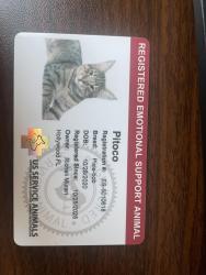 Lost Male Cat last seen Near S Federal hwy, Hollywood, FL 33020