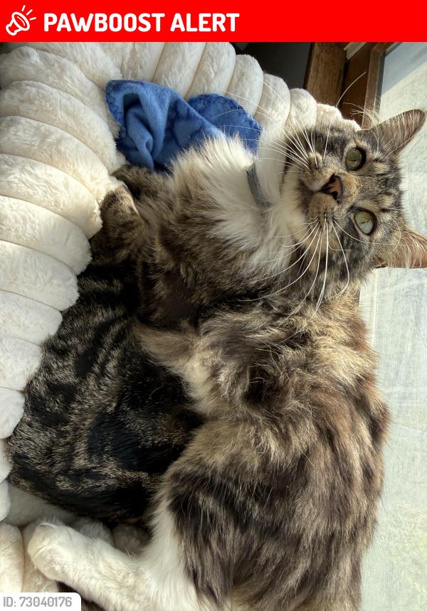 Lost Male Cat last seen Nathan court , Aberdeen Township, NJ 07721