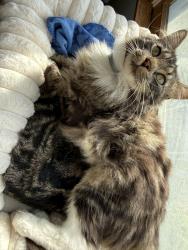 Lost Male Cat last seen Nathan court , Aberdeen Township, NJ 07721