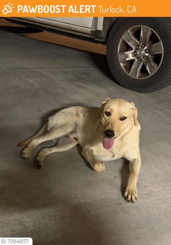 Found/Stray Male Dog last seen Lander Ave & Glenwood Ave, Turlock, CA 95381