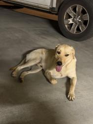Found/Stray Male Dog last seen Lander Ave & Glenwood Ave, Turlock, CA 95381