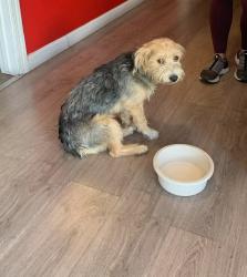 Found/Stray Male Dog last seen commerical drive, Tracy, CA 95304