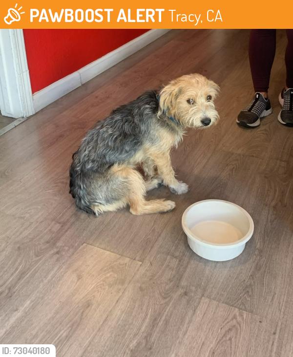 Found/Stray Male Dog last seen commerical drive, Tracy, CA 95304