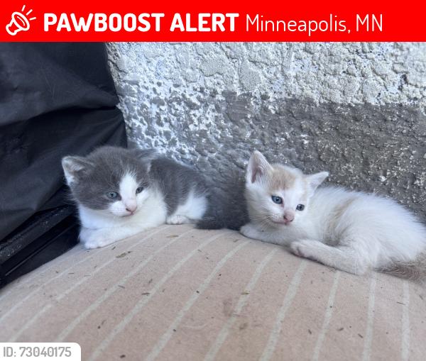 Lost Male Cat last seen Near 18th Ave. south, Minneapolis, MN 55407