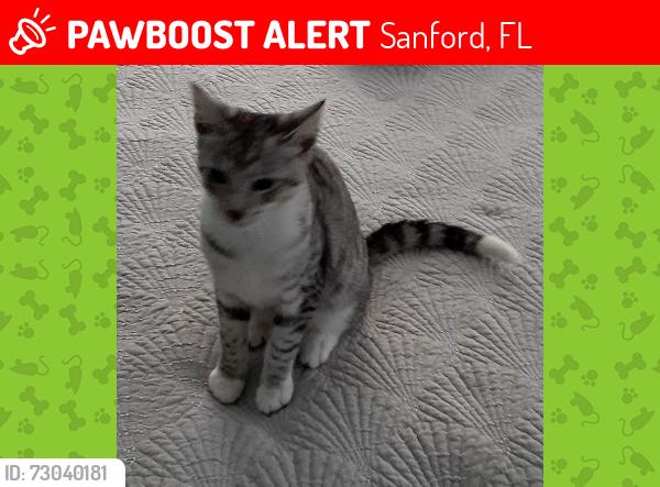 Lost Male Cat last seen Kentucky St , Sanford, FL 32773