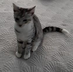 Lost Male Cat last seen Kentucky St , Sanford, FL 32773
