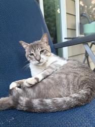 Found/Stray Male Cat last seen Macintosh & Macbeth, Apex, NC 27502