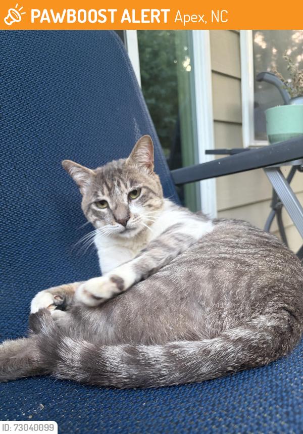 Found/Stray Male Cat last seen Macintosh & Macbeth, Apex, NC 27502
