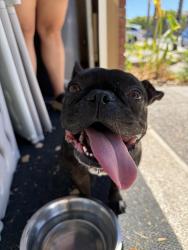Reunited Female Dog last seen Torrey pines , Murrieta, CA 92563