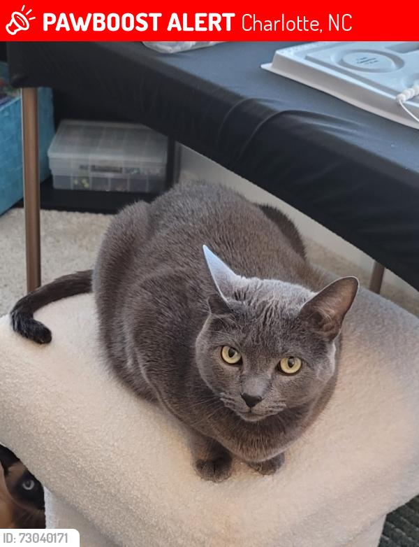 Lost Female Cat last seen Harris Woods Blvd & Davis Lake Pkwy, Charlotte, NC 28269