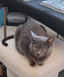 Lost Female Cat last seen Harris Woods Blvd & Davis Lake Pkwy, Charlotte, NC 28269