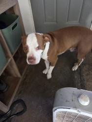 Reunited Male Dog last seen 131st st E tacoma wa 98445, Tacoma, WA 98445