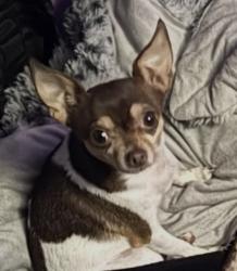 Lost Female Dog last seen Hallcrest Ave and Omega Ave, Spring Hill, FL 34608