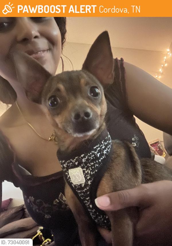 Found/Stray Male Dog last seen Lagrange Downs rd, Cordova, TN 38018