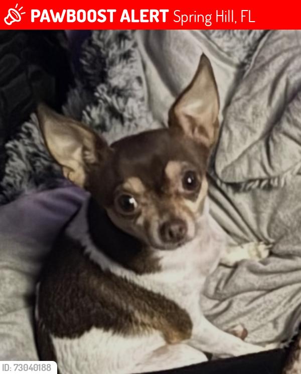 Lost Female Dog last seen Hallcrest Ave and Omega Ave, Spring Hill, FL 34608