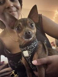 Found/Stray Male Dog last seen Lagrange Downs rd, Cordova, TN 38018