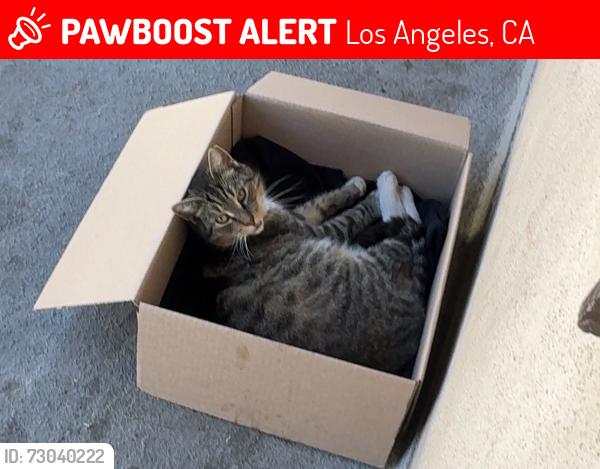 Lost Male Cat last seen 84th & Hoover, Los Angeles, CA 90044