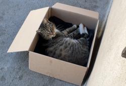 Lost Male Cat last seen 84th & Hoover, Los Angeles, CA 90044