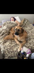 Lost Male Dog last seen Near and 35, San Antonio, TX 78204