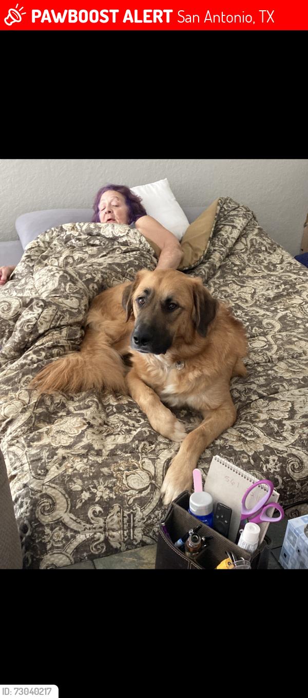 Lost Male Dog last seen Near and 35, San Antonio, TX 78204