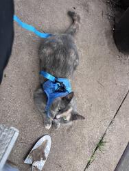 Reunited Female Cat last seen Smith ave and Barton , Hamilton, ON L8L