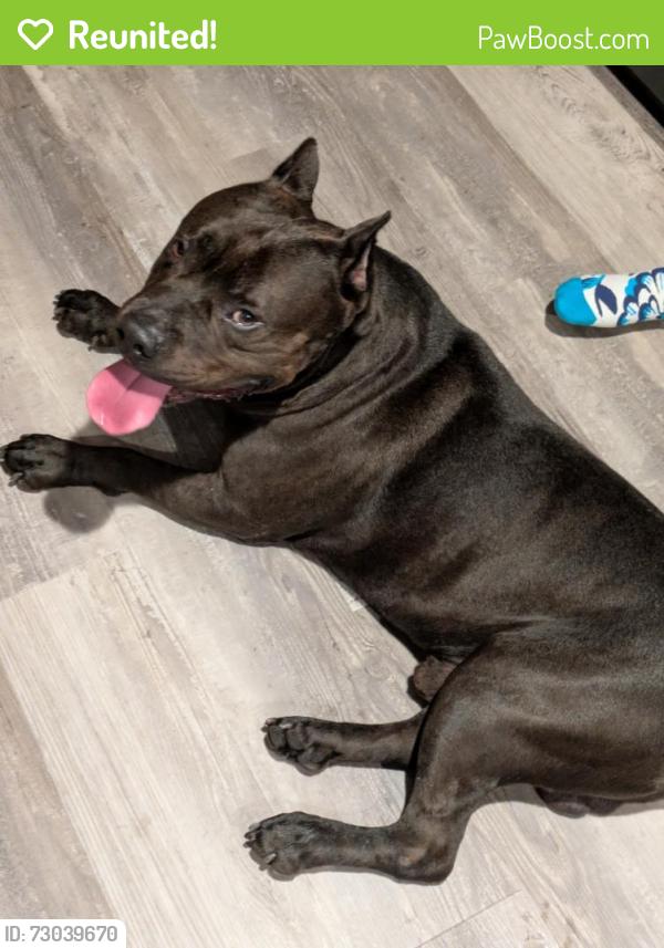 Reunited Male Dog last seen N River & Bristol Rd, Bensalem, PA 19020
