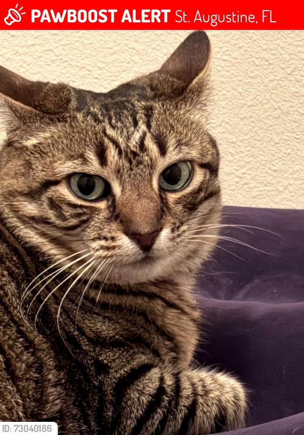 Lost Female Cat last seen Near Drake Bay Ter, St. Augustine, FL 32084