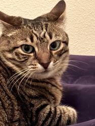 Lost Female Cat last seen Near Drake Bay Ter, St. Augustine, FL 32084
