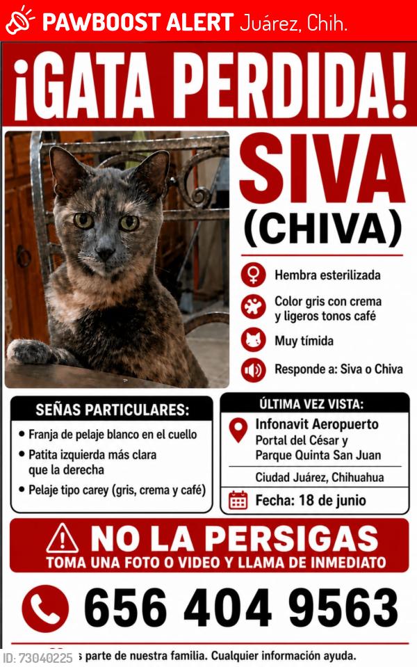 Lost Male Cat last seen Acueducto, Juárez, Chih. 79907