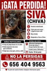 Lost Male Cat last seen Acueducto, Juárez, Chih. 79907