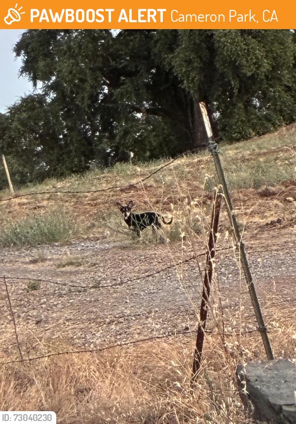 Found/Stray Unknown Dog last seen Cambridge Road, Cameron Park, CA 95682