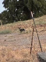 Found/Stray Unknown Dog last seen Cambridge Road, Cameron Park, CA 95682