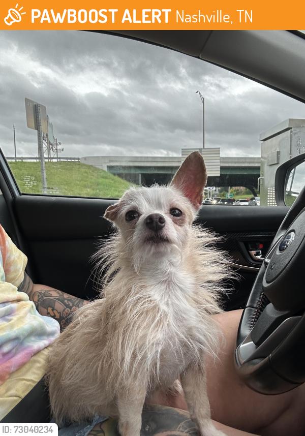 Found/Stray Female Dog last seen Near Monroe by Kroger, Nashville, TN 37208