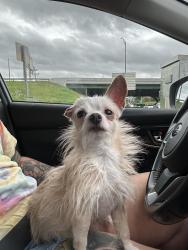Found/Stray Female Dog last seen Near Monroe by Kroger, Nashville, TN 37208